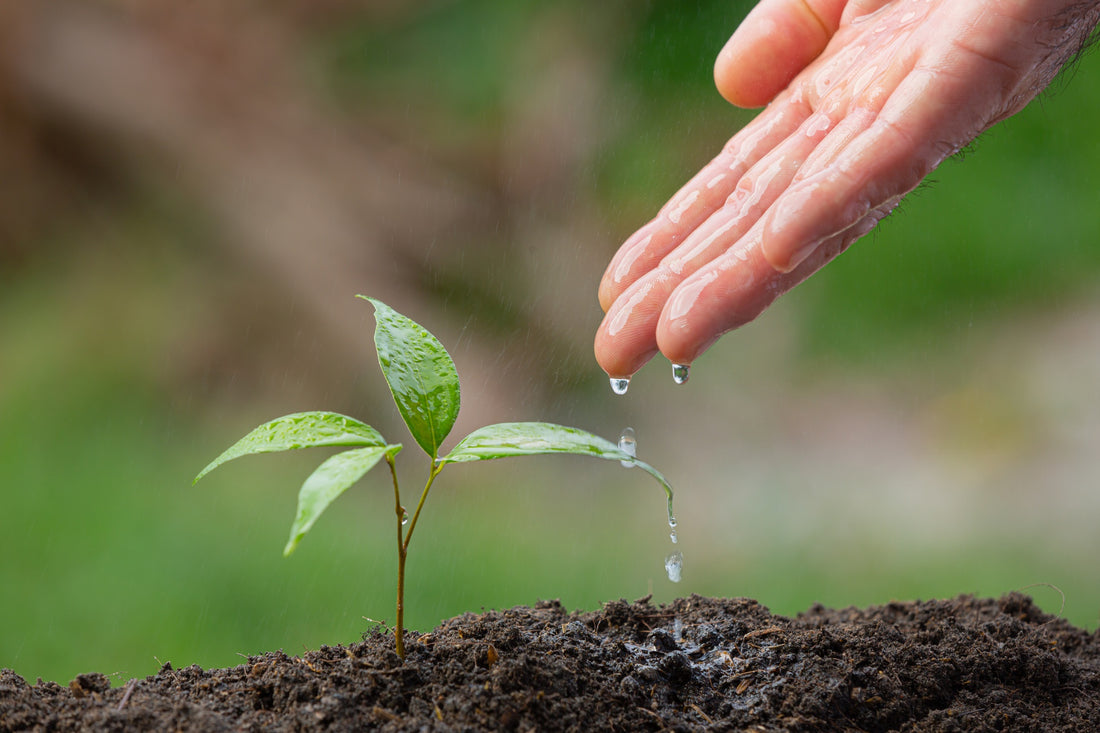 sustainable living